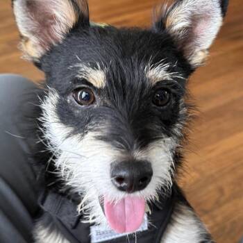 Schnauzer and Terrier Dogs Available for Adoption in Galveston, Texas - Jeke | PetCurious