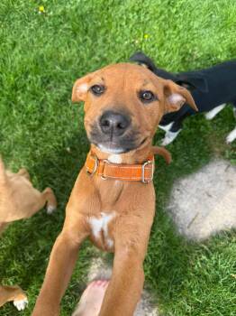 Hazel -  Labrador Retriever Dog Available for Adoption in New London, Wisconsin - Hazel | PetCurious