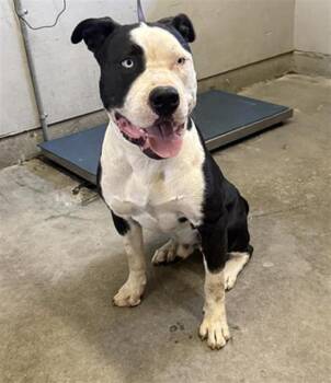 A886163 -  Pit Bull Terrier Dog for Adoption in Camarillo, California - A886163 | PetCurious