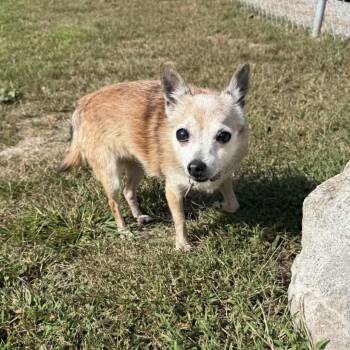 Louise -  Chihuahua Dog for Adoption in Pelham, New Hampshire - Louise | PetCurious