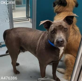 A476386 -  Pit Bull Terrier Dog for Adoption in Oklahoma City, Oklahoma - A476386 | PetCurious