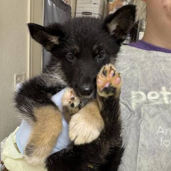 German Shepherd Dog and Husky Dogs Available for Adoption in Pekin, Illinois - Fezco | PetCurious