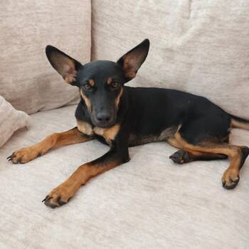 Winky -  German Pinscher Dog for Adoption in St. George, Utah - Winky | PetCurious
