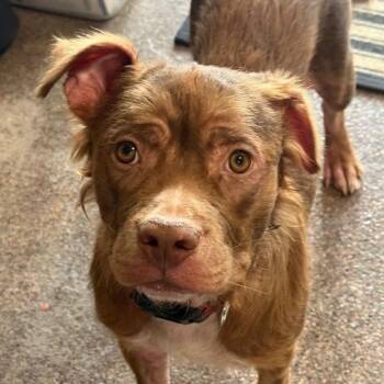 Bentley -  Pit Bull Terrier and Australian Shepherd Dog for Adoption in Kim, Colorado - Bentley | PetCurious