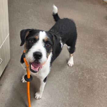 Bella -  Schnauzer Dog for Adoption in Chattanooga, Tennessee - Bella | PetCurious
