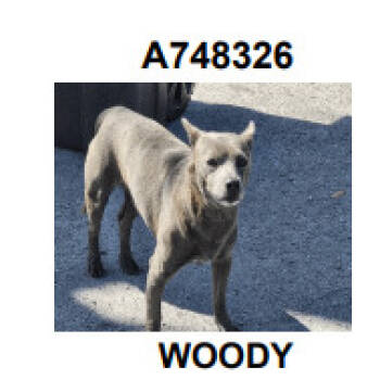 Rescue Chihuahua and Mixed Breed Dogs for Adoption in Hagerstown, Maryland - Woody | PetCurious