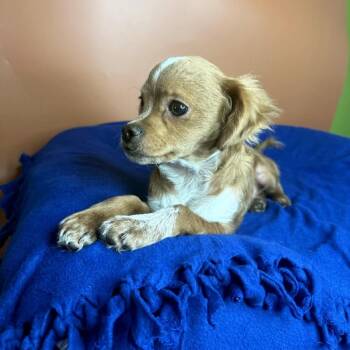 Mumford -  Chihuahua and Pekingese Dog for Adoption in San Antonio, Texas - Mumford | PetCurious