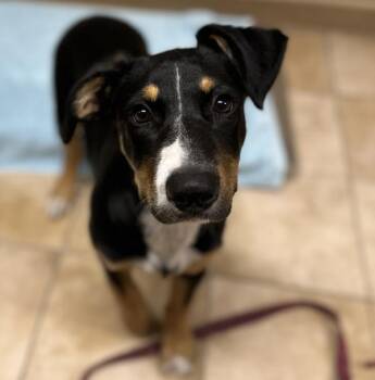 Astrid (mcas) -  Mixed Breed Dog for Adoption in Troutdale, Oregon - Astrid (mcas) | PetCurious