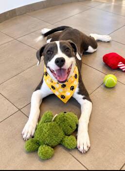 Silas -  Terrier and Hound Dog for Adoption in Euless, Texas - Silas | PetCurious