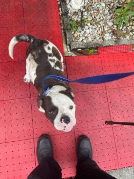 Mixed Breed Dogs Available for Adoption in West Palm Beach, Florida - PROFESSOR CHONKUS | PetCurious