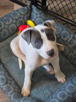 Anakin -  American Staffordshire Terrier and Australian Cattle Dog Blue Heeler Dog for Adoption in Humble, Texas - Anakin | PetCurious