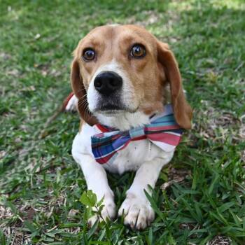 Beagle Dogs Available for Adoption in Mobile, Alabama - Bugle Boy | PetCurious