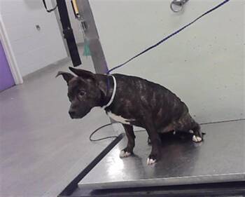 FANTA -  Staffordshire Bull Terrier and Mixed Breed Dog for Adoption in Houston, Texas - FANTA | PetCurious