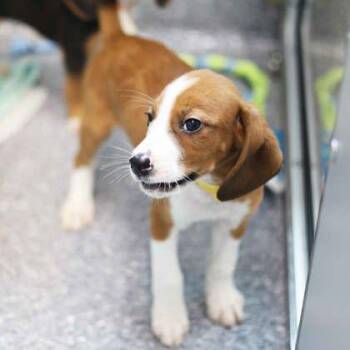 Bugles -  Hound and Mixed Breed Dog for Adoption in Atlanta, Georgia - Bugles | PetCurious