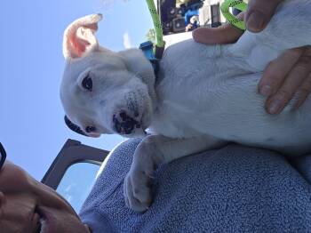 Betty -  Pit Bull Terrier Dog for Adoption in Oregon City, Oregon - Betty | PetCurious