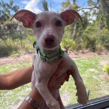 Opal -  Chihuahua and Mixed Breed Dog for Adoption in Englewood, Florida - Opal | PetCurious