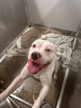 White Chocolate -  Mixed Breed Dog for Adoption in West Chester, Pennsylvania - White Chocolate | PetCurious