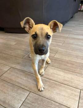 Shepherd Dogs Available for Adoption in Shawnee, Oklahoma - Nelson | PetCurious