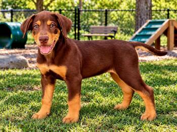 PUPPY DEANO -  Golden Retriever and Hound Dog for Adoption in Franklin, Tennessee - PUPPY DEANO | PetCurious
