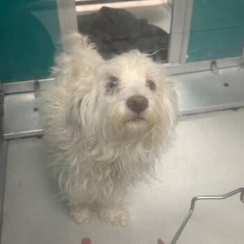 Pip C-34139 -  Maltese Dog for Adoption in Oklahoma City, Oklahoma - Pip C-34139 | PetCurious