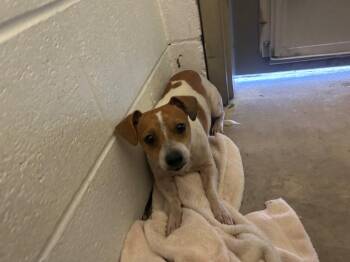 Cholula -  Rat Terrier Dog for Adoption in Morgantown, Kentucky - Cholula | PetCurious