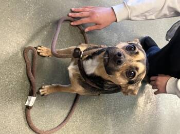 Ginger -  Mixed Breed Dog for Adoption in Parma, Ohio - Ginger | PetCurious