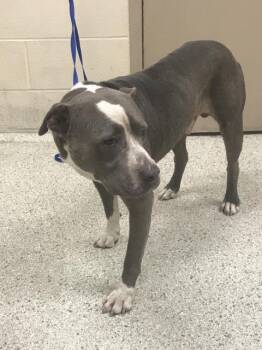 Pit Bull Terrier and Mixed Breed Dogs Available for Adoption in Conroe, Texas - A428407 | PetCurious