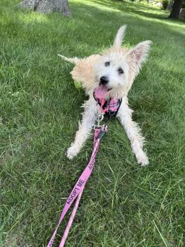 Lola -  Glen Of Imaal Terrier and Belgian Shepherd Malinois Dog for Adoption in Harlingen, Texas - Lola | PetCurious