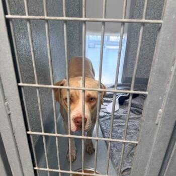 Thunder -  Pit Bull Terrier Dog for Adoption in Long Beach, California - Thunder | PetCurious