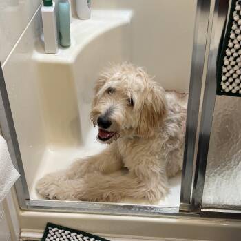 Benny -  Goldendoodle Dog for Adoption in Coatesville, Pennsylvania - Benny | PetCurious