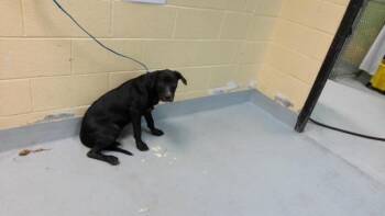 MARLEY -  Pit Bull Terrier Dog for Adoption in Tulsa, Oklahoma - MARLEY | PetCurious