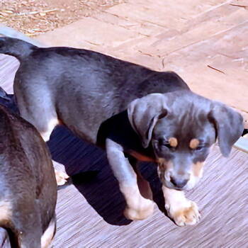 Rescue Rottweiler and Spaniel Dogs for Adoption in Rutherfordton, North Carolina - Cobalt | PetCurious