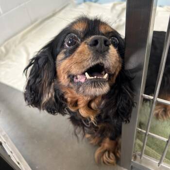 Cavalier King Charles Spaniel Dogs Available for Adoption in Dover, New Hampshire - Pearl *Available Soon* | PetCurious