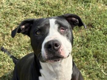 BILLIE -  Pit Bull Terrier and Mixed Breed Dog for Adoption in Tulsa, Oklahoma - BILLIE | PetCurious