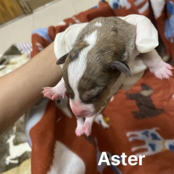 Rescue Beagle and Terrier Dogs for Adoption in Jacksboro, Tennessee - Aster | PetCurious