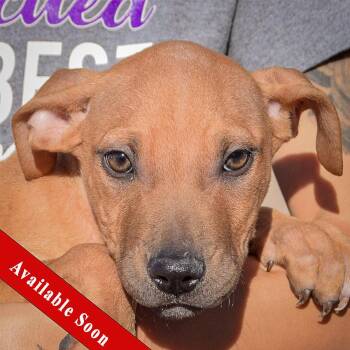 Rescue American Staffordshire Terrier and Labrador Retriever Dogs for Adoption in Huntley, Illinois - Rosanne | PetCurious