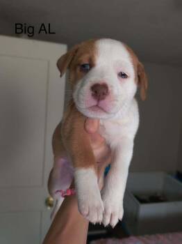 Big AL -  Pit Bull Terrier Dog for Adoption in Indianapolis, Indiana - Big AL | PetCurious