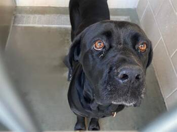 DOLLOP -  Cane Corso and Mixed Breed Dog for Adoption in Tustin, California - DOLLOP | PetCurious