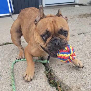 Kera -  French Bulldog Dog for Adoption in Owosso, Michigan - Kera | PetCurious