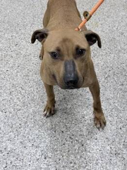 Terrier and Mixed Breed Dogs Available for Adoption in Gastonia, North Carolina - Cheez-It | PetCurious
