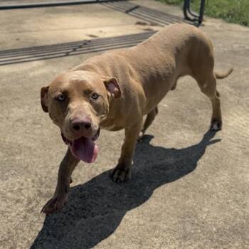 HAMBONE -  Mastiff and Mixed Breed Dog for Adoption - HAMBONE | PetCurious