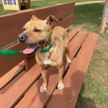 Tilly -  Terrier Dog for Adoption in Lagrange, Georgia - Tilly | PetCurious