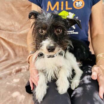WALDO -  Terrier and Mixed Breed Dog for Adoption in Richmond, California - WALDO | PetCurious