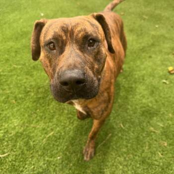 Rattle -  Mixed Breed Dog for Adoption in Savannah, Georgia - Rattle | PetCurious