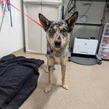 Australian Shepherd and Mixed Breed Dogs Available for Adoption in League City, Texas - Jonas | PetCurious