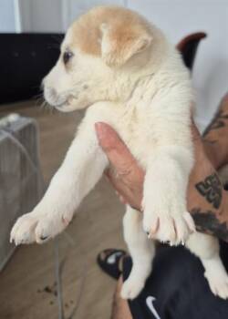 Siberian Husky Dogs Available for Adoption in San Antonio, Texas - DUNE | PetCurious