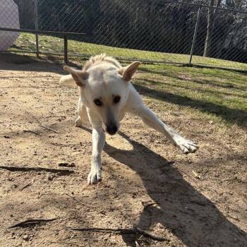 Mixed Breed Dogs Available for Adoption - Igloo | PetCurious