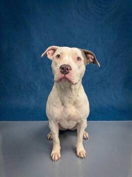 CASEY -  Pit Bull Terrier Dog for Adoption in Peoria, Illinois - CASEY | PetCurious