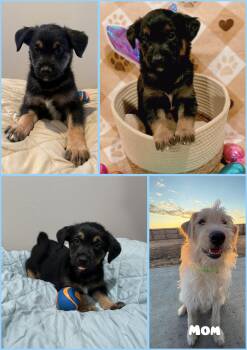 Goldendoodle and Chocolate Labrador Retriever Dogs Available for Adoption in Wedgefield, South Carolina - Guinness | PetCurious