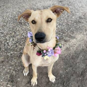 Stella -  Labrador Retriever Dog Available for Adoption in Pittsburgh, Pennsylvania - Stella | PetCurious